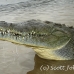 crocodile_american_tar_h_1104_cos2051.jpg